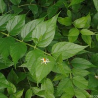 Nyctanthes arbor-tristis L.